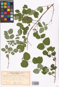 Symphoricarpos albus (L.) C. Koch, Eastern Europe, Moscow region (E4a) (Russia)