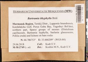 Bartramia ithyphylla Brid., Bryophytes, Bryophytes - Karelia, Leningrad & Murmansk Oblasts (B4) (Russia)