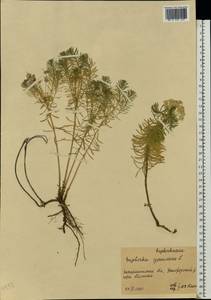 Euphorbia cyparissias L., Eastern Europe, West Ukrainian region (E13) (Ukraine)