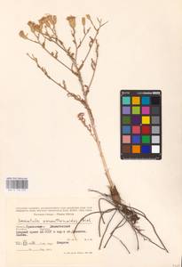 Klasea erucifolia (L.) Greuter & Wagenitz, Middle Asia, Caspian Ustyurt & Northern Aralia (M8) (Kazakhstan)