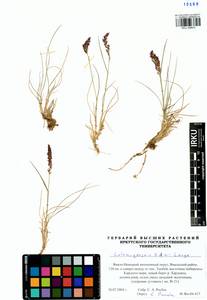 Calamagrostis holmii Lange, Siberia, Western Siberia (S1) (Russia)