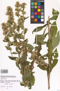 Solidago, Eastern Europe, Moscow region (E4a) (Russia)