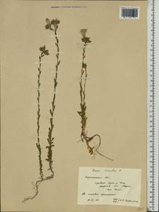 Linum hirsutum L., Eastern Europe, Central forest-and-steppe region (E6) (Russia)