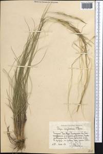 Stipa kirghisorum P.A.Smirn., Middle Asia, Western Tian Shan & Karatau (M3) (Uzbekistan)