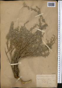 Artemisia persica Boiss., Middle Asia, Pamir & Pamiro-Alai (M2) (Uzbekistan)