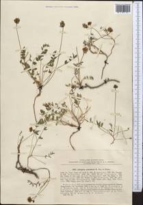 Astragalus subscaposus M. Popov ex A.G. Borisova, Middle Asia, Pamir & Pamiro-Alai (M2) (Uzbekistan)