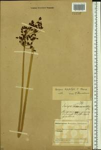 Schoenoplectus lacustris subsp. hippolyti (V.I.Krecz.) Kukkonen, Siberia, Altai & Sayany Mountains (S2) (Russia)