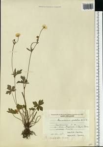 Ranunculus pedatus Waldst. & Kit., Eastern Europe, Moldova (E13a) (Moldova)