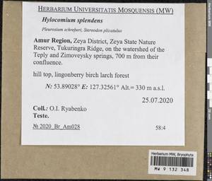 Hylocomium splendens (Hedw.) Schimp., Bryophytes, Bryophytes - Russian Far East (excl. Chukotka & Kamchatka) (B20) (Russia)