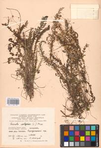 Cuscuta epithymum (L.) L., Eastern Europe, Moscow region (E4a) (Russia)