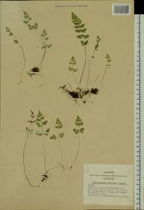 Cryptogramma stelleri (S. G. Gmel.) Prantl, Siberia, Altai & Sayany Mountains (S2) (Russia)