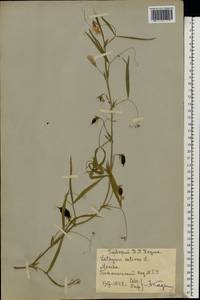 Lathyrus sativus L., Eastern Europe, Moscow region (E4a) (Russia)