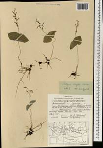 Neottia puberula var. puberula, Mongolia (MONG) (Mongolia)