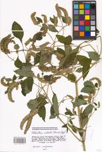Elsholtzia ciliata (Thunb.) Hyl., Eastern Europe, Moscow region (E4a) (Russia)