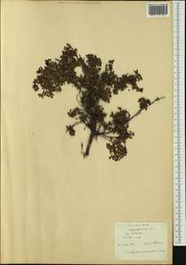 Kalmia procumbens (L.) Gift, Kron & P. F. Stevens, Siberia, Yakutia (S5) (Russia)