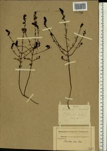 Odontites luteus (L.) Clairv., Eastern Europe, Rostov Oblast (E12a) (Russia)