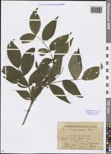 Lathyrus aureus (G.Lodd. ex Drapiez) D.Brândză, Caucasus, Krasnodar Krai & Adygea (K1a) (Russia)