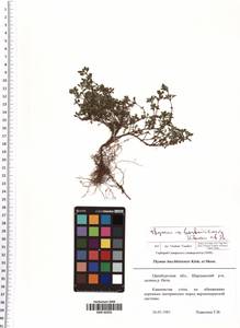 Thymus bashkiriensis Klokov & Des.-Shost., Eastern Europe, Eastern region (E10) (Russia)