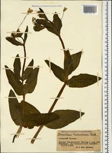 Dichodon davuricum (Fisch. ex Spreng.) Á. Löve & D. Löve, Caucasus, Stavropol Krai, Karachay-Cherkessia & Kabardino-Balkaria (K1b) (Russia)