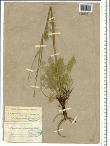 Kitagawia baicalensis (Redowsky ex Willd.) Pimenov, Siberia, Altai & Sayany Mountains (S2) (Russia)