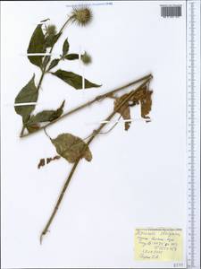 Dipsacus strigosus Willd., Crimea (KRYM) (Russia)