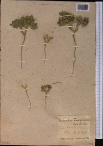 Euphorbia turczaninowii Kar. & Kir., Middle Asia, Muyunkumy, Balkhash & Betpak-Dala (M9) (Kazakhstan)