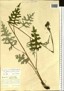 Saussurea recurvata (Maxim.) Lipsch., Siberia, Russian Far East (S6) (Russia)