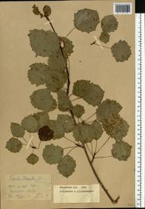 Populus tremula L., Eastern Europe, Moscow region (E4a) (Russia)