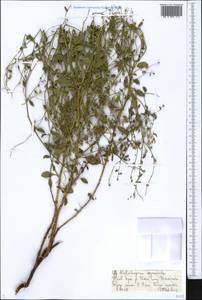 Heliotropium arguzioides Karelin & Kirilov, Middle Asia, Muyunkumy, Balkhash & Betpak-Dala (M9) (Kazakhstan)