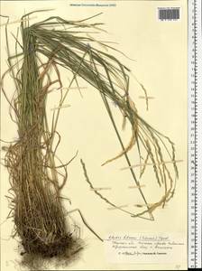 Elymus fibrosus (Schrenk) Tzvelev, Eastern Europe, North-Western region (E2) (Russia)