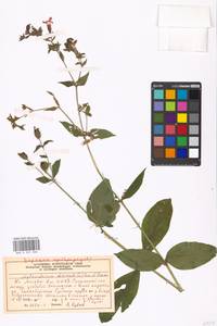 Silene dioica subsp. dioica, Eastern Europe, Moscow region (E4a) (Russia)