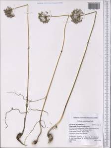 Allium caeruleum Pall., Middle Asia, Western Tian Shan & Karatau (M3) (Kyrgyzstan)