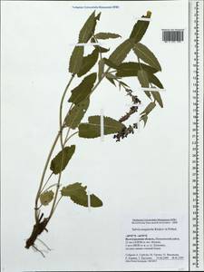 Salvia nemorosa subsp. pseudosylvestris (Stapf) Bornm., Eastern Europe, Lower Volga region (E9) (Russia)