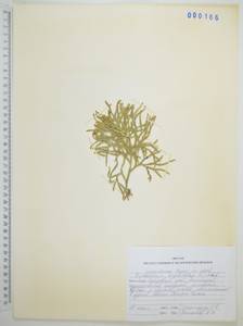 Diphasiastrum complanatum (L.) Holub, Siberia, Russian Far East (S6) (Russia)