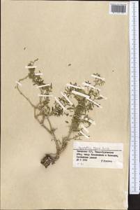 Zygophyllum kegense Boriss., Middle Asia, Dzungarian Alatau & Tarbagatai (M5) (Kazakhstan)