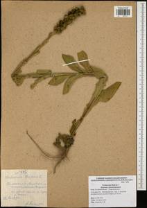 Verbascum thapsus L., Eastern Europe, Central region (E4) (Russia)
