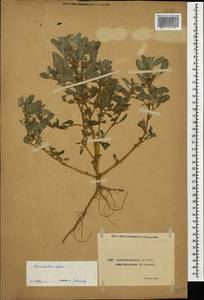 Amaranthus albus L., Caucasus, Azerbaijan (K6) (Azerbaijan)