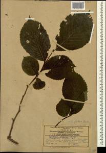 Ulmus glabra Huds., Caucasus, Armenia (K5) (Armenia)