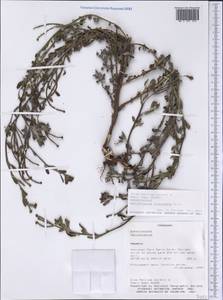 Euploca procumbens (Mill.) Diane & Hilger, America (AMER) (Paraguay)