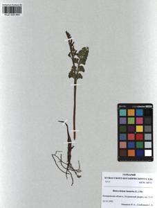 Botrychium lunaria (L.) Sw., Siberia, Altai & Sayany Mountains (S2) (Russia)