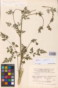 Aethusa cynapium L., Eastern Europe, West Ukrainian region (E13) (Ukraine)