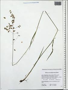Melica turczaninowiana Ohwi, Siberia, Baikal & Transbaikal region (S4) (Russia)