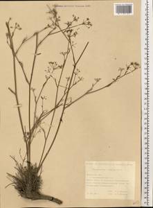 Pimpinella tragium Vill., Eastern Europe, South Ukrainian region (E12) (Ukraine)