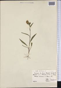 Pentanema britannicum (L.) D. Gut. Larr., Santos-Vicente, Anderb., E. Rico & M. M. Mart. Ort., Siberia, Western Siberia (S1) (Russia)