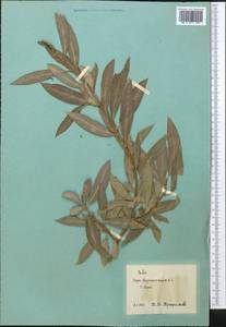 Salix, Middle Asia, Pamir & Pamiro-Alai (M2) (Tajikistan)
