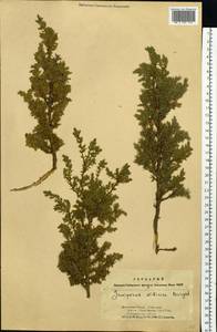 Juniperus communis var. saxatilis Pall., Siberia, Baikal & Transbaikal region (S4) (Russia)