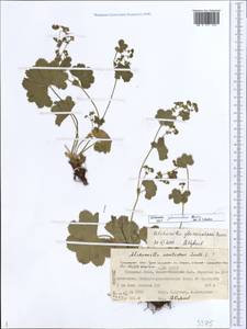 Alchemilla glomerulans Buser, Siberia, Western Siberia (S1) (Russia)