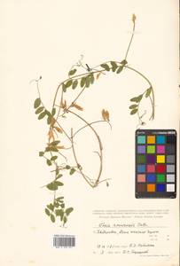 Vicia amurensis Oett., Siberia, Russian Far East (S6) (Russia)