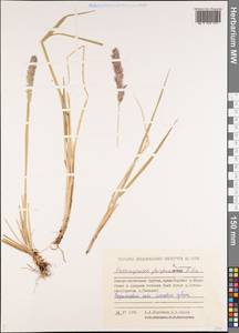 Calamagrostis purpurascens R.Br., Siberia, Yakutia (S5) (Russia)