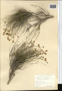 Aethionema transhyrcanum (Czerniak.) N. Busch, Middle Asia, Kopet Dag, Badkhyz, Small & Great Balkhan (M1) (Turkmenistan)